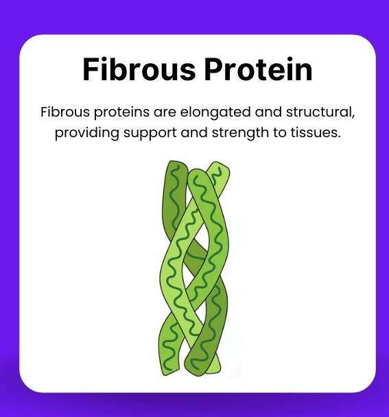 <p>A protein with a long, thin structure that is generally insoluble and performs structural roles, like keratin and collagen.</p>