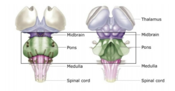 <p>Pons</p>