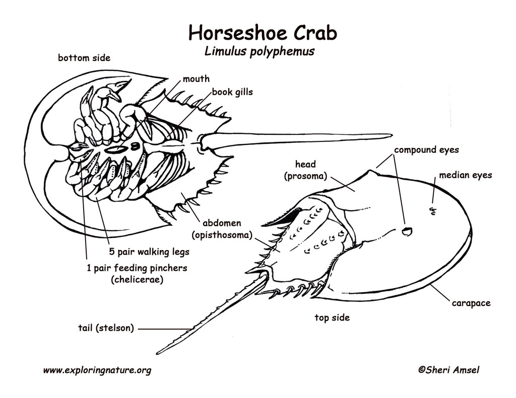 <p>chelicerae—mouthpart found in some arthropods; play a role in feeding and defense</p><ul><li><p>pierce food or manipulate food in the case of horseshoe crab</p></li></ul><p>cephalothorax contain one pair of chelicerae (anterior most appendages)</p><ul><li><p>followed by one pair of pedipalps (in middle)</p></li><li><p>4 pairs of walking legs (posterior end)</p></li></ul><p>differences:</p><ul><li><p>lack antennae and mandibles instead they use the chelicerae</p></li><li><p>lack sensory antennae, and most have simple eyes</p></li><li><p>lack mandibles</p></li></ul><p>their bodies are divided into two tagmata (specialized grouping of arthropod body segments)</p><ul><li><p>cephalothorax—has locomotor, sensory, and feeding appendages at anterior end</p></li><li><p>abdomen—which has visceral functions at posterior end</p></li></ul><p>most marine chelicerata are extinct</p><p>majority of living chelicerata are arachnids, group that includes scorpions, spiders, ticks, and mites</p><p></p>