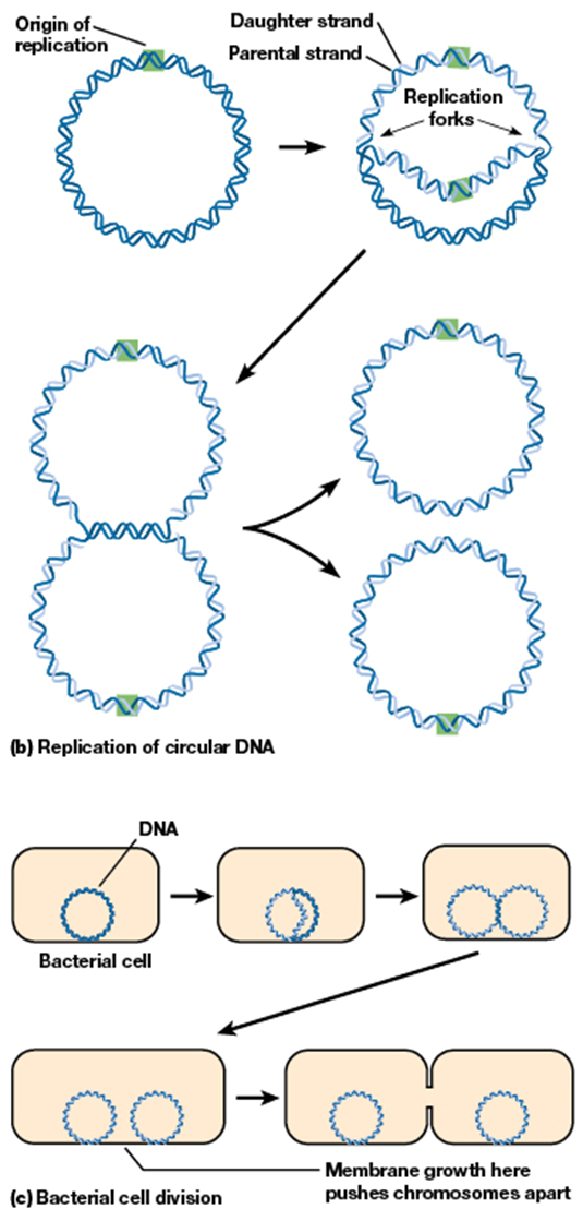 <p>mechanism of replicating circular DNA</p><p>uses replication fork</p>