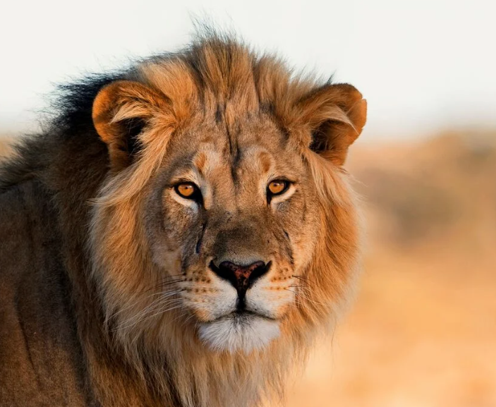 Lion