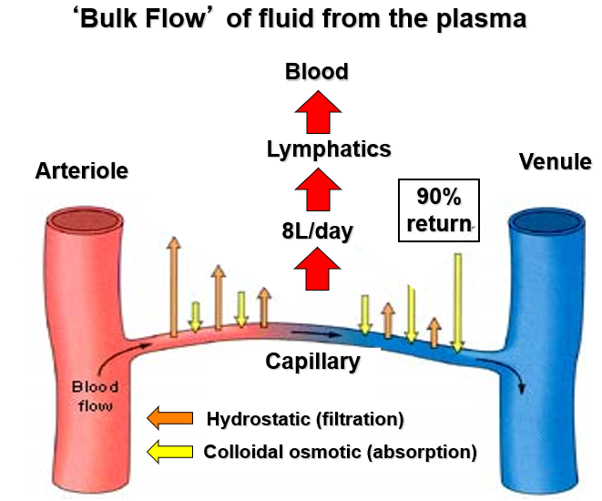 <p>Bulk flow is the movement of fluid and dissolved substances together due to a pressure gradient. It is driven by differences in hydrostatic pressure (not concentration), moves large volumes at once, and occurs in processes like fluid leaving capillaries. Rule: bulk flow = pressure-driven movement of fluid.</p>