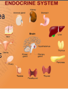 <p>Chemical signals made in one area of the body that influence a different area of the body</p><p>Often involve “activating” or “turning off” processes or systems in other organs</p><p>Key Hormones for personality:</p><ul><li><p>Testosterone</p></li><li><p>Oxytocin</p></li><li><p>Cortisol</p></li></ul><p></p>