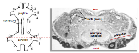 <p>cell bodies of motor neurones and interneurones are on the outside of the ganglia, the synaptic regions (neuropile) lie in the centre, unmyelinated axons run in tracts within the ganglia and in connectives running between them. </p>