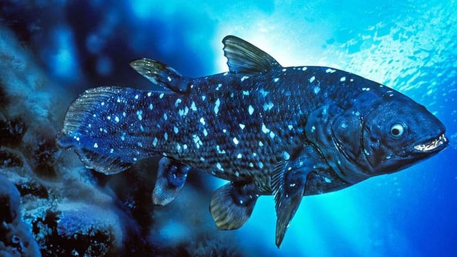<p>coelacanth</p>