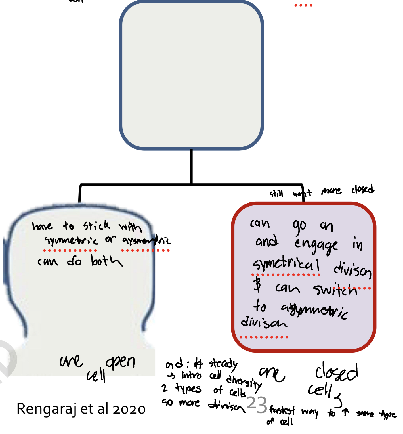 <p>Asymmetric division begins =</p><p>Daughter cells <strong>not </strong>identicAsymmetric division begins =</p><p>Daughter cells not identical!</p><p>o One forms complete (“closed”) cell membrane</p><p>= Blastomere</p><p>o One is an open cel!</p><p>o One forms complete (“closed”) cell membrane = Blastomere</p><p>o One is an <mark data-color="#f6991b" style="background-color: rgb(246, 153, 27); color: inherit;">open </mark>cell</p>