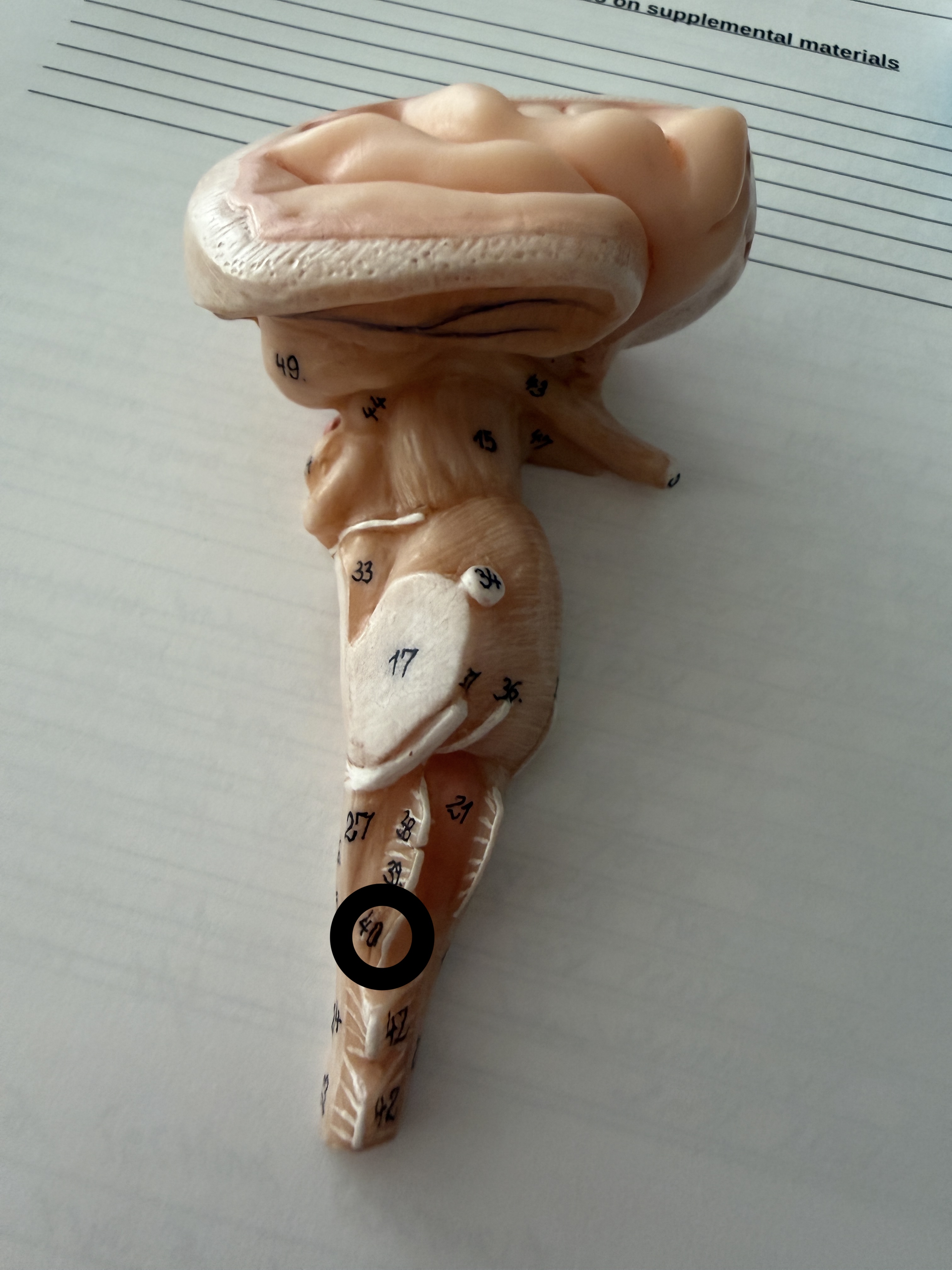 knowt flashcard image