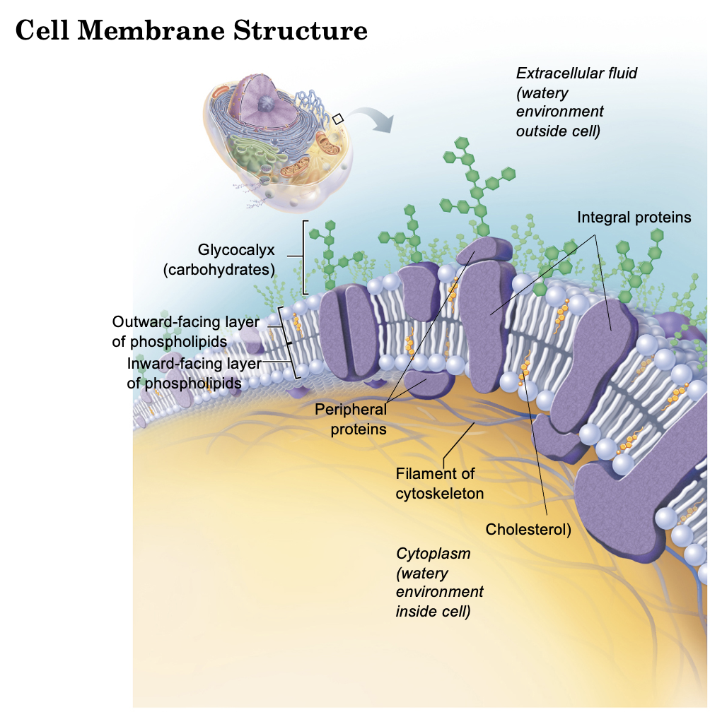 <ul><li><p>It means that the compartments aren't sealed off. </p></li><li><p>Water and solutes move between them constantly: across cell membranes by osmosis and transport proteins, and across capillary walls by pressure. </p><ul><li><p>This is why a change in one compartment shows up in the others. It's also why fluid can pool where it shouldn't and cause swelling.</p></li></ul></li></ul><p></p>