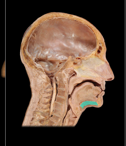 <p>Geniohyoid m.</p>