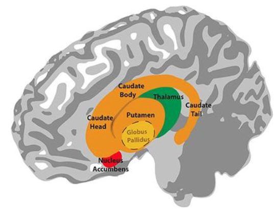 <p>Sagittal </p>