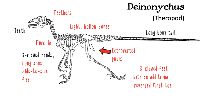 <ul><li><p>feathered Theropod which had a unique joint in its hands which allowed them to move side-to-side rather than up and down, which is what allows modern birds to fold their wings </p></li></ul><p></p>