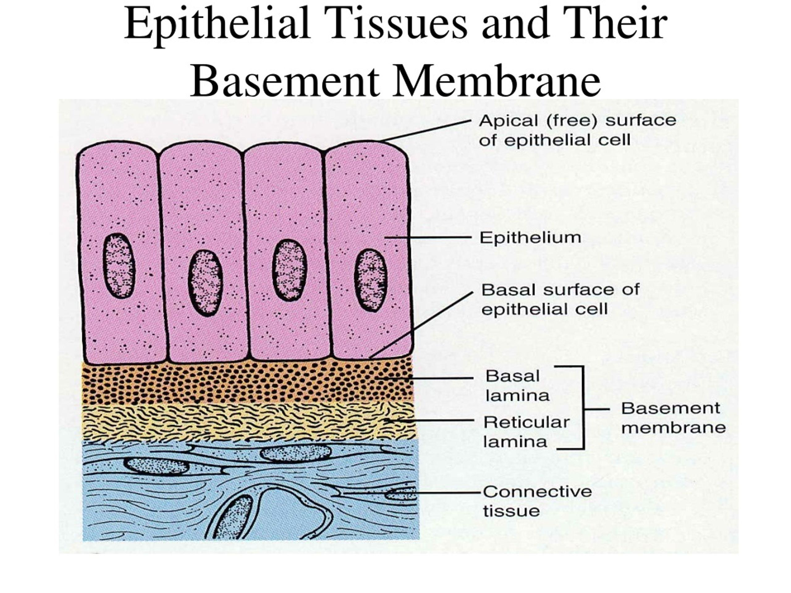 <p>Underlying connective tissue.</p>
