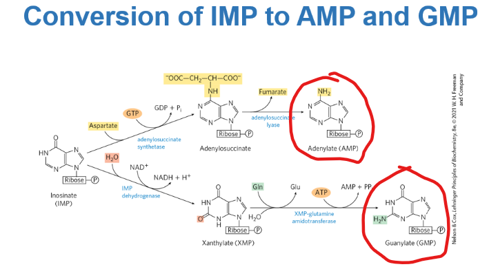 <p>What can cells do from IMP </p>