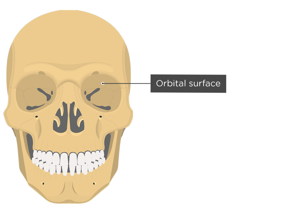 <p>orbit </p>