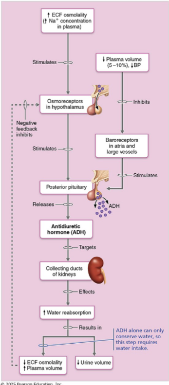 <ol><li><p>increased Plasma osmolality(above ~280-285 mOsm)</p><ul><li><p>Osmoreceptors(located in hypothalamus) detect this change</p></li></ul></li><li><p>decreased blood volume/ BP(large drop)</p><ul><li><p>Baroreceptors (i.e. carotid, aortic, atria) detect this</p></li></ul></li><li><p>Pain, nausea, stress</p><ul><li><p>detected by various sensors in CNS</p></li></ul></li></ol><p></p>