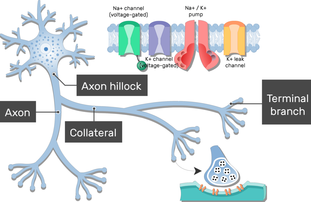 <p>Branches at the distal end of the axon. End in terminals that communicate with other neurons, muscles, or glands. Small branches at the far end of the axon.</p>