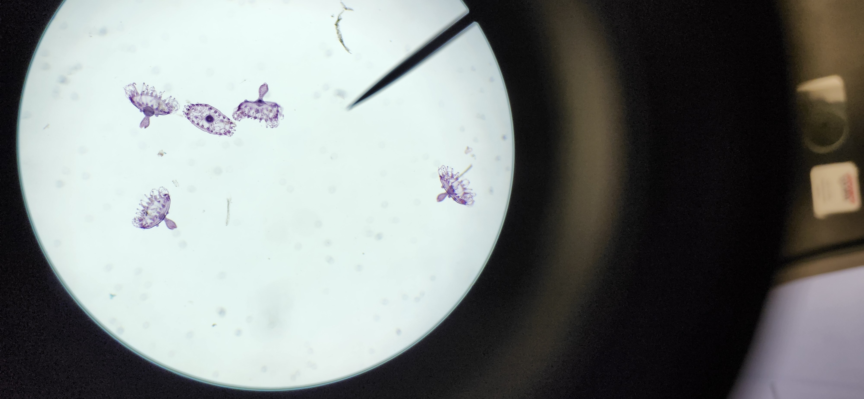 <p>What is the kingdom, phylum, class, and genus of the organism?</p>