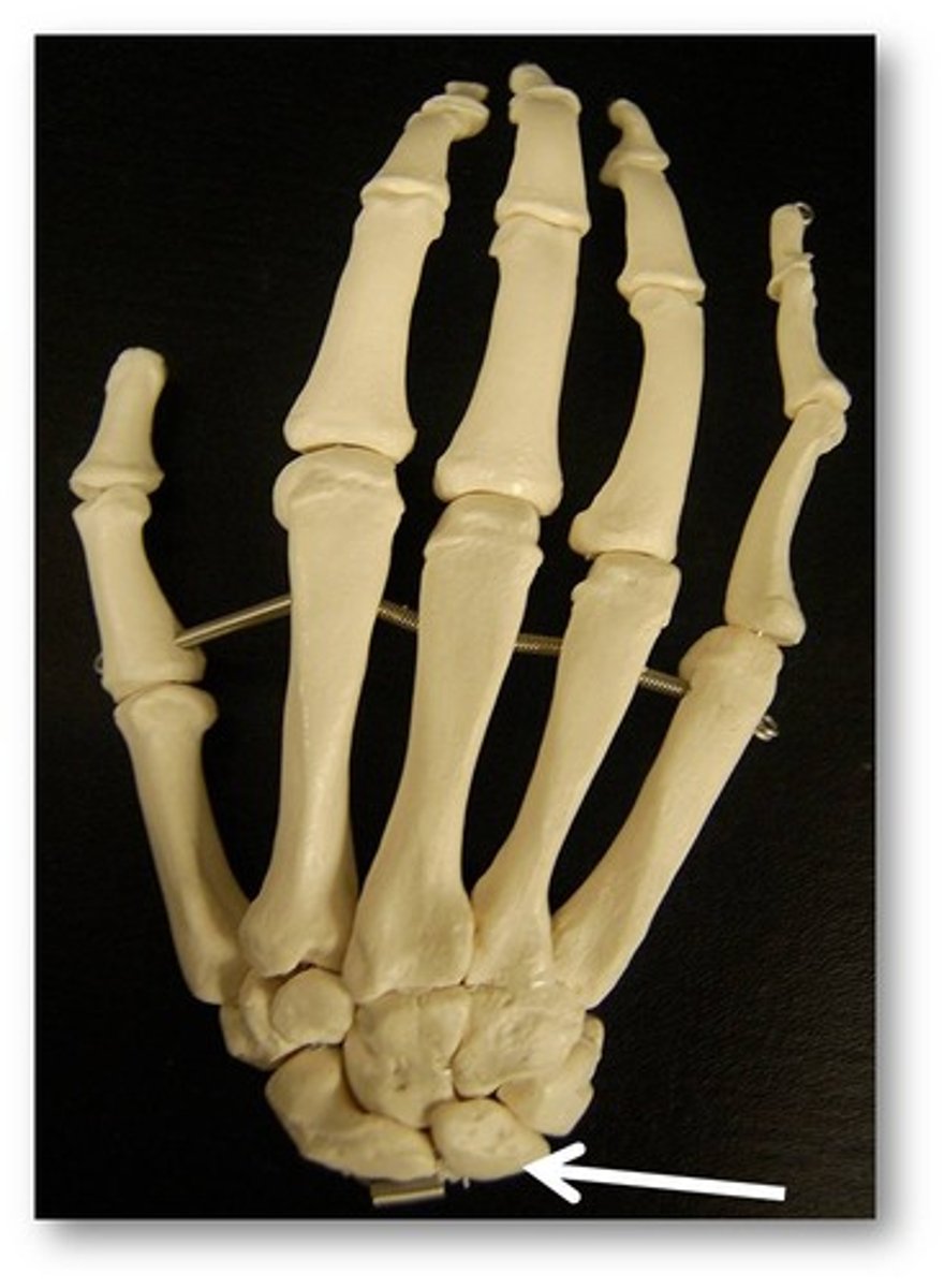 <p>- Next to the Scaphoid bone</p><p>- "Lovers</p>