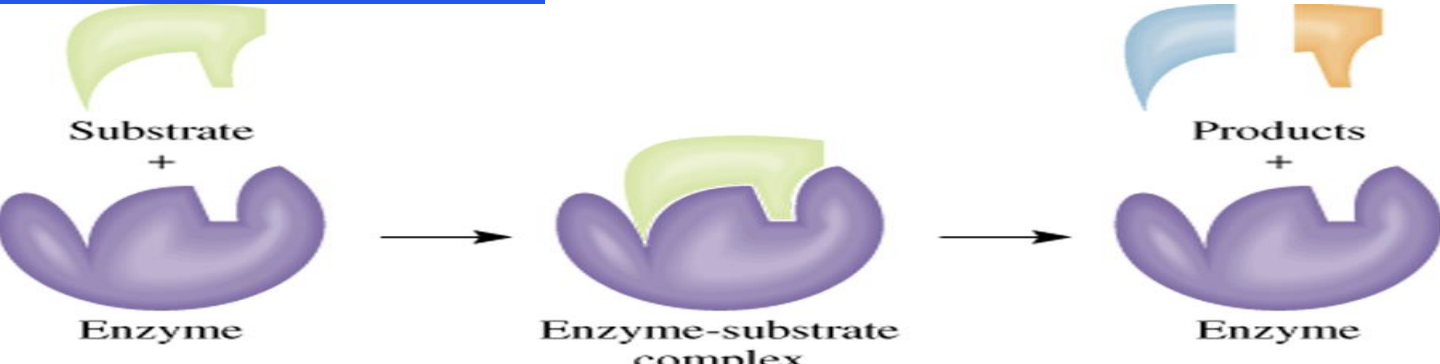<p>Proceso que utiliza enzimas para aumentar la velocidad de reacciones quimicas en las celulas</p>