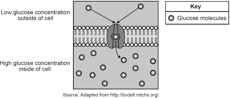 <p><span style="line-height: 1.5;">The diagram below illustrates the movement of glucose across a cell membrane. Which two processes are most directly represented in this diagram?</span></p>