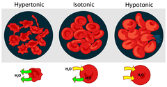 <p>Animal cells swell and lyse in hypotonic solutions, or shrink and crenate in hypertonic solutions.</p>