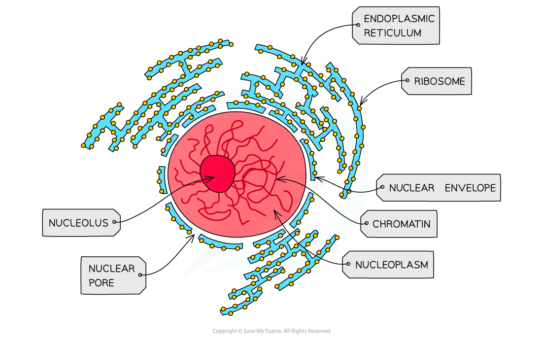 <p>What is the structure of the nucleus, nuclear envelope, and nucleous?</p>