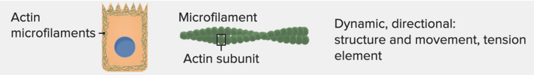 <p><span style="font-family: Aptos, sans-serif; line-height: 107%;">composed of <strong>actin</strong>. They <u>provide structural protection</u> for the cell and can <u>cause muscle contraction</u> through interactions with <strong>myosin</strong>. They also help form the <strong>cleavage furrow</strong> during cytokinesis in mitosis.</span></p>