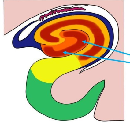 <p>hippocampal formation</p>