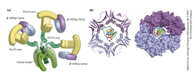 <p>In E. coli, DNA Polymerase III replicates the entire genome. In mammals, two separate polymerases are used: one replicates the leading strand, and the other replicates the lagging strand.</p>