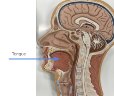 <p>tongue</p>