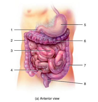 <p>Small intestine</p>