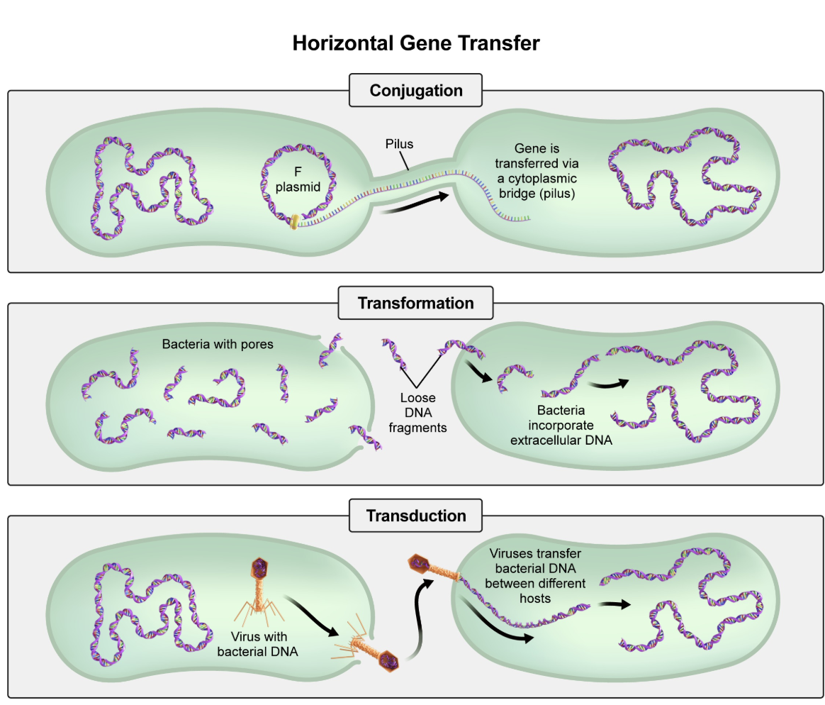 <p>C </p><p></p><p><em>A. Transduction</em></p><p><span style="line-height: 1.6em; font-size: inherit;">Transduction is a form of horizontal gene transfer that occurs when viral intermediates called bacteriophages transfer DNA between bacteria. The given scenario does <em>not</em> mention the involvement of viruses.</span></p><p></p><p><span style="line-height: 1.6em; font-size: inherit;"><em>B. Conjugation</em></span></p><p><span style="line-height: 1.6em; font-size: inherit;">Conjugation occurs when bacteria transfer DNA between each other directly via cytoplasmic bridges called pili. The antibiotic-resistant <em>E. coli&nbsp;</em>and antibiotic-susceptible <em>Salmonella&nbsp;</em>are <em>not</em> present at the same time. Therefore, the physical contact necessary for conjugation could not have occurred.</span></p><p></p><p><span style="line-height: 1.6em; font-size: inherit;"><em>D. Mutation<br></em>A mutation is a permanent, heritable change in the nucleotide sequence of DNA. Mutations can occasionally give rise to antibiotic resistance. However, the given scenario points to the&nbsp;transfer of antibiotic resistance between different bacterial species, rather than a spontaneous genetic change within <em>Salmonella</em>.</span></p><p><span style="line-height: 1.6em; font-size: inherit;"><br><em>E. Translation<br></em><u>Translation</u>&nbsp;is the process of converting mRNA into a protein. Although it is essential for gene expression, translation does <em>not</em> involve the transfer of genetic material between bacteria.</span></p>