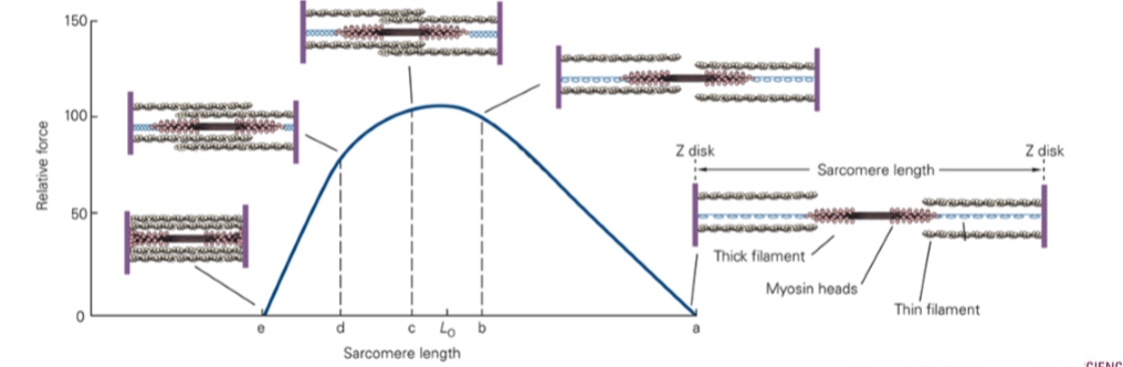 <p>A fundamental property of contractions </p><ul><li><p>Describes the relationship of isometric muscle fiber forces with its length </p></li><li><p>Goldilocks zone for maximum number of cross-bridges (not too short, not too long)</p></li><li><p>Force output changes based on the speed it shortens (or lengthens) </p></li></ul><p></p><p></p>