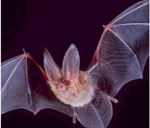 <p>What pest is this?</p>