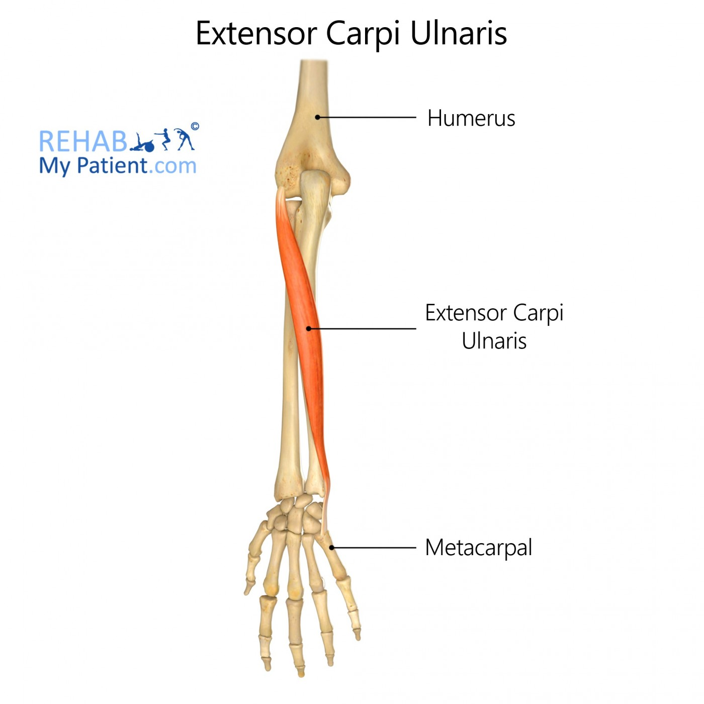 <p>Extensor carpi ulnaris* **(Muscles of the posterior forearm - wrist, hand, &amp; digit movement 3 of 3):</p><p>What is OIAS<span style="color: rgb(229, 2, 2);">A</span>?</p>