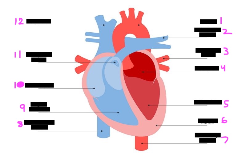 <p>label this diagram of the heart</p>