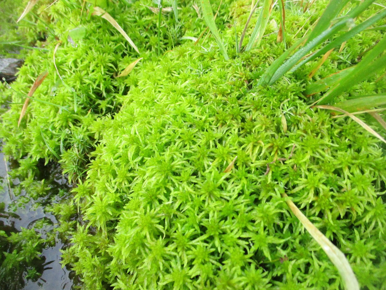 <p>Sphagnum spp. (Sphagnaceae)</p>