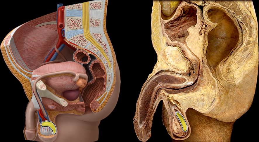 <p>What part of the male pelvis is this</p>