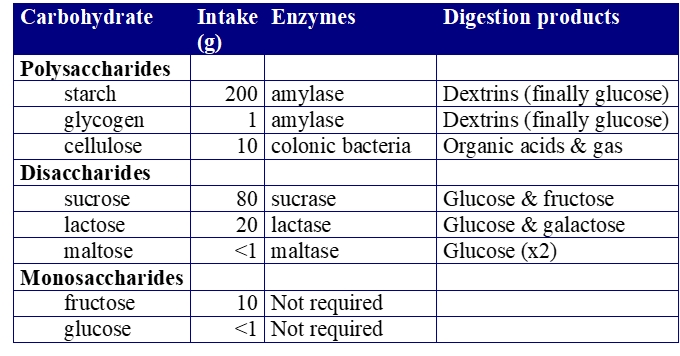 <p>starch most abundant in diet </p><p>cellulose - from plants - fermented by colonic bacteria to allow SCFA production and gas production</p><p>Sucrose most abundant disaccharide </p>
