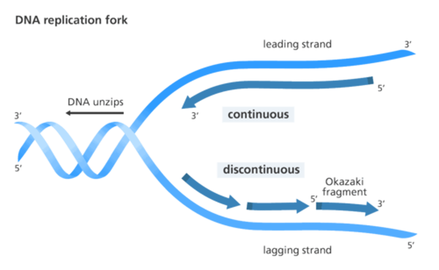 <p>The daughter strand of DNA that is copied in segments called Okazaki fragments during DNA replication against the direction that the replication fork is moving, due to the anti-parallel nature of the DNA helix.</p>