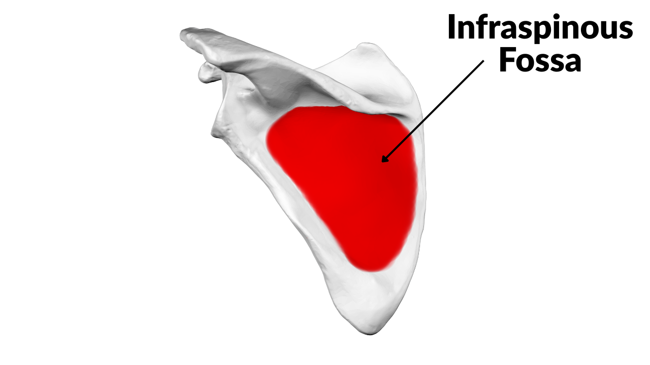 <p>Infraspinatus Fossa </p>