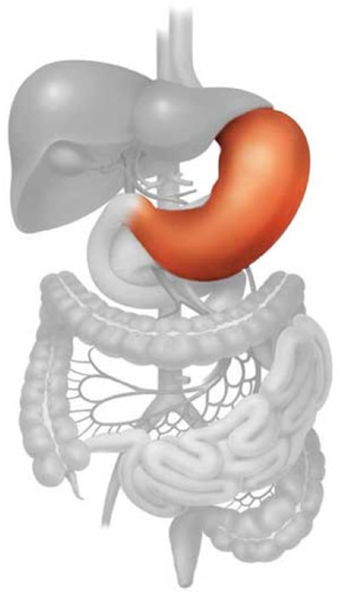 <p>stomach</p>