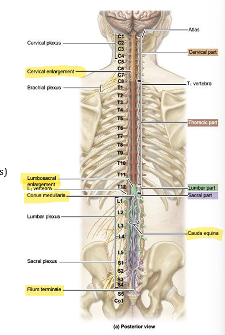 <p>31 pairs, 8 cervical, 12 thoracic, 5 lumbar, 5 sacral, 1 coccygeal, exit through intervertebral foramen adjacent to the vertebrae with the same name, C1 exits above the first cervical (altas), and C8 exits below the 7th cervical vertebrae</p>