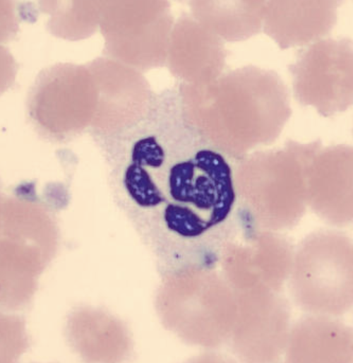term image