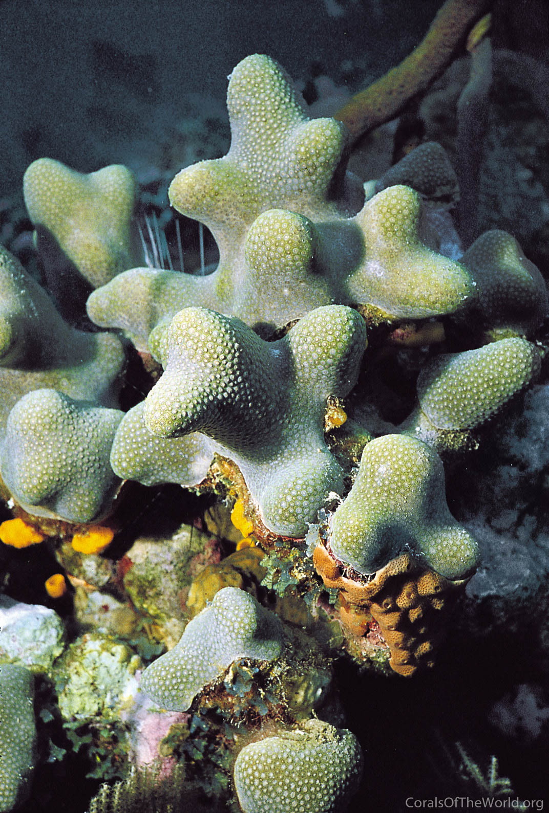 <p>Finger coral</p>