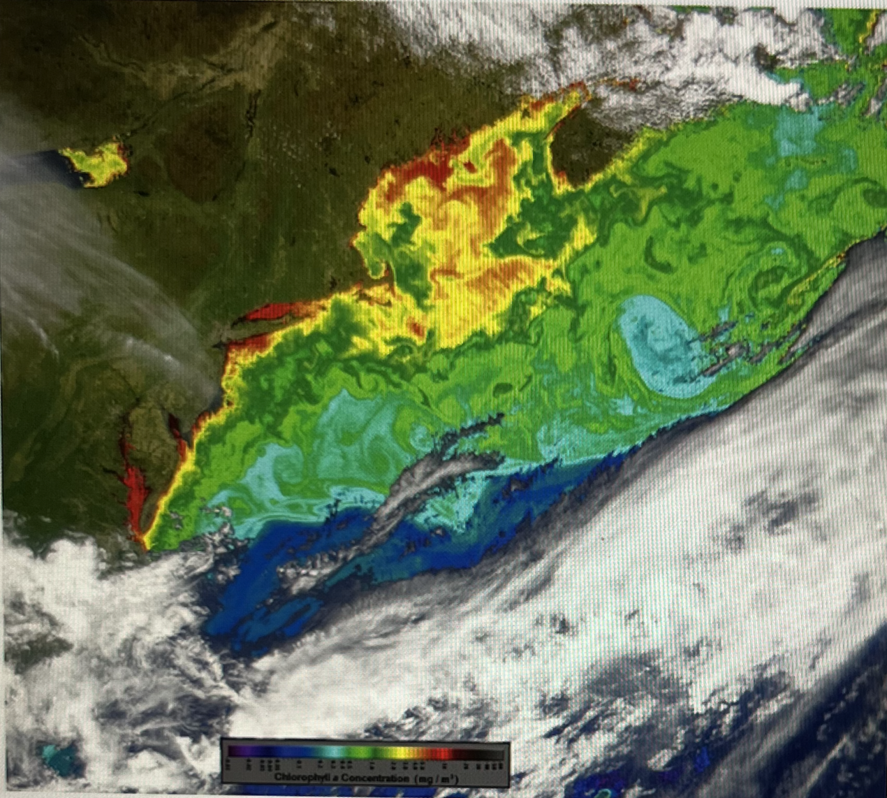 <p>This satellite image shows a sudden increase in primary productivity (phytoplankton as chlorophyll a) in May, a seasonal phenomenon known as the:</p>