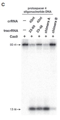 <p>explain fig 5C jinik</p>