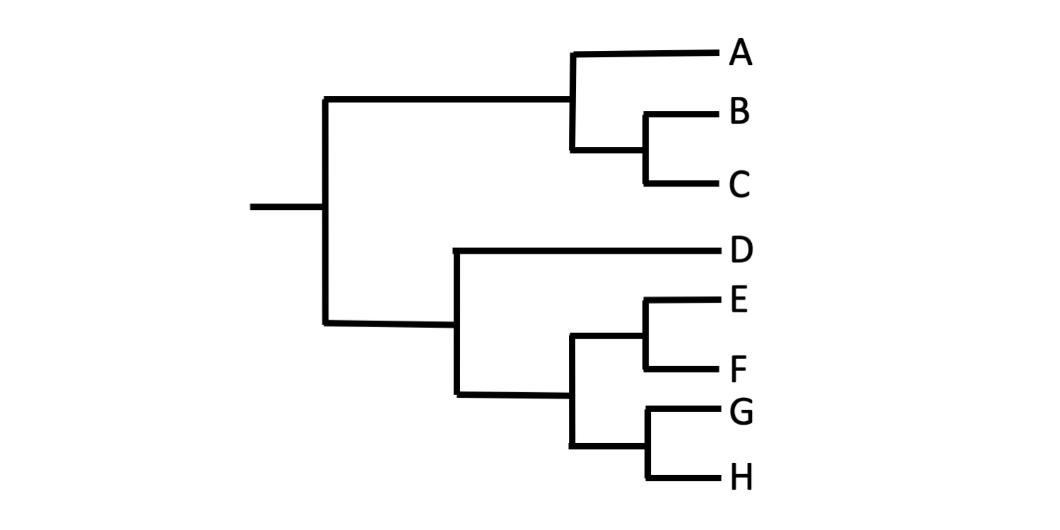 <p>time moves from left to right</p><p>horizontal line = branch</p><p>ancestor species - left</p><p>modern species - right</p><p>branch point = common ancestor</p><p>branch ends = extinction </p>