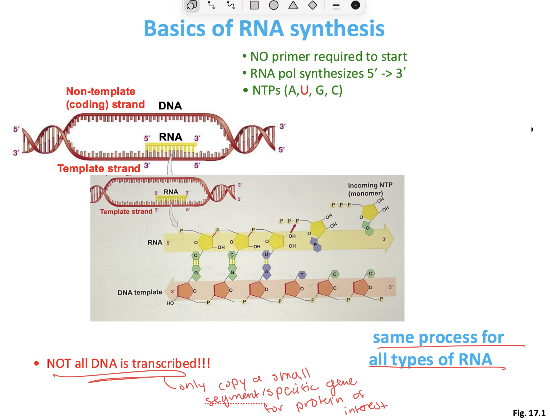 <ul><li><p>NO primer required to start</p></li><li><p>RNA pol synthesizes 5’ → 3’</p></li><li><p>NTPS (A, <strong>U, </strong>G, C) </p></li></ul><p>→ not all DNA is transcribed!! only small segment/specific gene for protein of interest </p><p></p>
