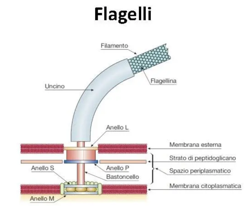 <p>I batteri osservati al microscopio in un liquido isotonico presentano un movimento oscillatorio:</p><ul><li><p>Non dovuto alla sua motilità attiva, né alla sua vitalità</p></li><li><p>Si tratta di un movimento browniano</p><ul><li><p>è un movimento casuale dovuto all'urto costante con le molecole del fluido</p></li></ul></li></ul><p>Invece i batteri che presentano i flagelli (generalmente i bacilli, vibrioni e spirilli, quindi forma cilindrica): </p><ul><li><p>Sono strutture elicoidali che determinano movimento attivo attraverso la loro rotazione a livello del corpo basale</p></li><li><p>A differenza di quelli eucariotici, sono rigidi e presentano movimenti ondulatori</p></li></ul><ul><li><p>Distinguiamo:</p><ul><li><p>Flagelli polari → quando presenti a uno o entrambi i poli della cellula (monotrichi se è presente solo un flagello, lofotrichi se è presente un ciuffo di flagelli)</p></li><li><p>Flagelli peritrichi → quando distribuiti sulla superficie cellulare </p></li></ul></li></ul><p>Un singolo flagello presenta tre parti principali:</p><ul><li><p>Lungo filamento elicoidale che sporge dalla superficie cellulare per circa 5-10 micrometri:</p><ul><li><p>E’ costituito da sub-unità proteiche di flagellina con proprietà antigeniche (antigene H) che si assemblano formando una struttura elicoidale</p></li></ul></li><li><p>Gancio → struttura tubolare che collega il filamento al corpo basale</p><ul><li><p>E’ costituito da sub-unità proteiche costituite da una singola proteina che si aggregano</p></li></ul></li><li><p>Corpo basale → struttura che ancora il flagello agli involucri cellulari e rappresenta il motore del movimento rotatorio del flagello</p><ul><li><p>Costituito da almeno 15 tipi diversi di sub-unità proteiche che si organizzano diversamente nei batteri gram positivi e negativi</p></li></ul></li></ul><p>La parte prossimale del filamento è detta bastoncello ed è formata da alcune subunità proteiche:</p><ul><li><p>Nei gram negativi le subunità formano 4 anelli:</p><ul><li><p>Anello L → in corrispondenza del lipopolissacaride della membrana esterna</p></li><li><p>Anello P → in corrispondenza del peptigoglicano della parete cellulare</p></li><li><p>Anello S → sopra la membrana citoplasmatica</p></li><li><p>Anello M → in corrispondenza della membrana citoplasmatica</p></li></ul></li><li><p>Nei gram positivi abbiamo solo:</p><ul><li><p>Anello P e M</p></li></ul></li></ul><p>I flagelli sono strutture elicoidali avvolte in senso sinistroso:</p><ul><li><p>La rotazione antioraria produce una propulsione monodirezionale della cellula (swimming)</p></li><li><p>La rotazione oraria produce un movimento disordinato avanti e indietro (tumbling)</p></li><li><p>La rotazione dei flagelli dipende da chemiorecettori di superficie che rispondono a stimoli attraenti o repellenti, e in base a ciò generano swimming o tumbling</p></li></ul><p></p>